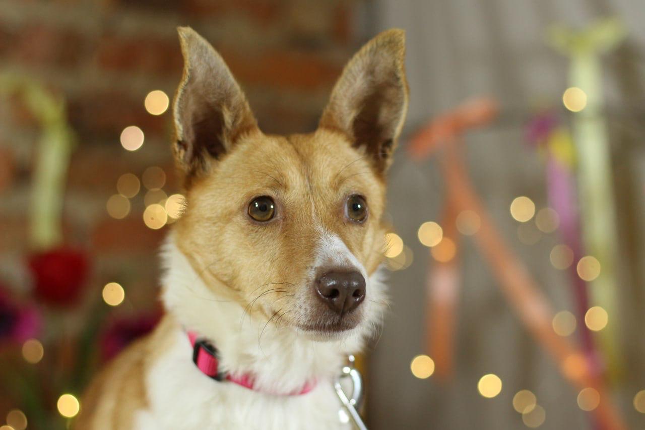 Chiens à adopter